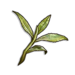Tea Leaves in RuneScape: Dragonwilds
