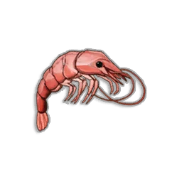 Raw Shrimp in RuneScape: Dragonwilds