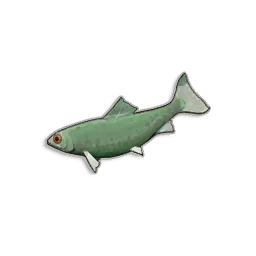 Raw Sardine in RuneScape: Dragonwilds