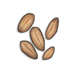 Wheat Seeds in RuneScape: Dragonwilds